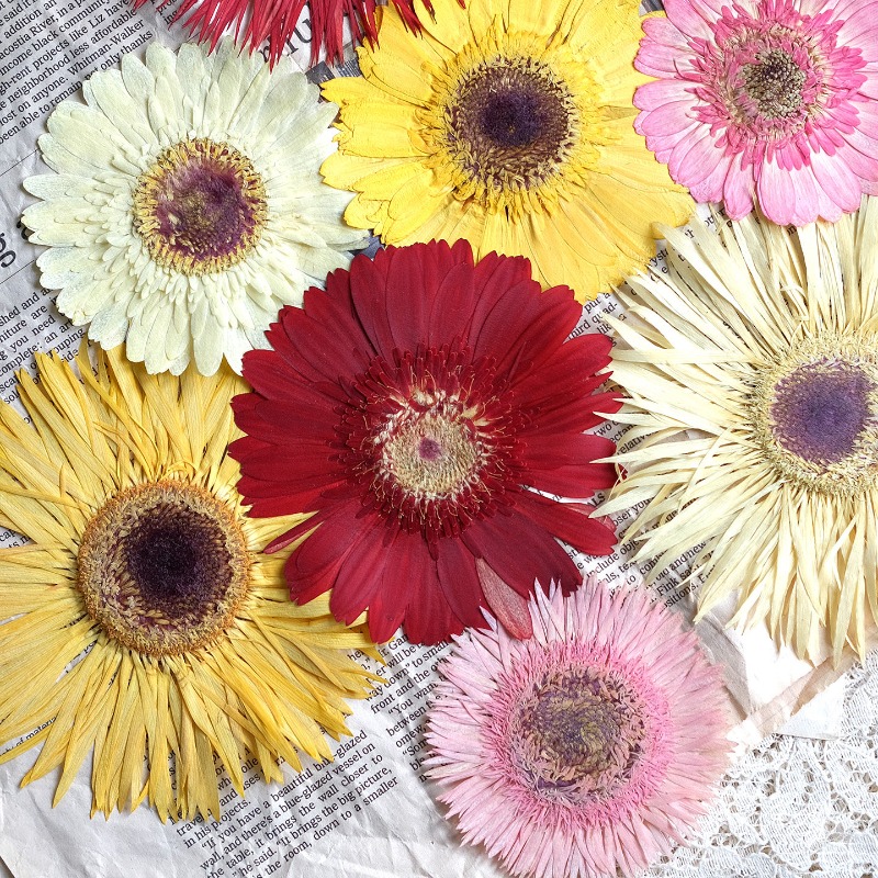 1個/7-9cm、押し花ガーベラドライフラワー、サンシャイン - Resin Craft Ideas のレビューと価格